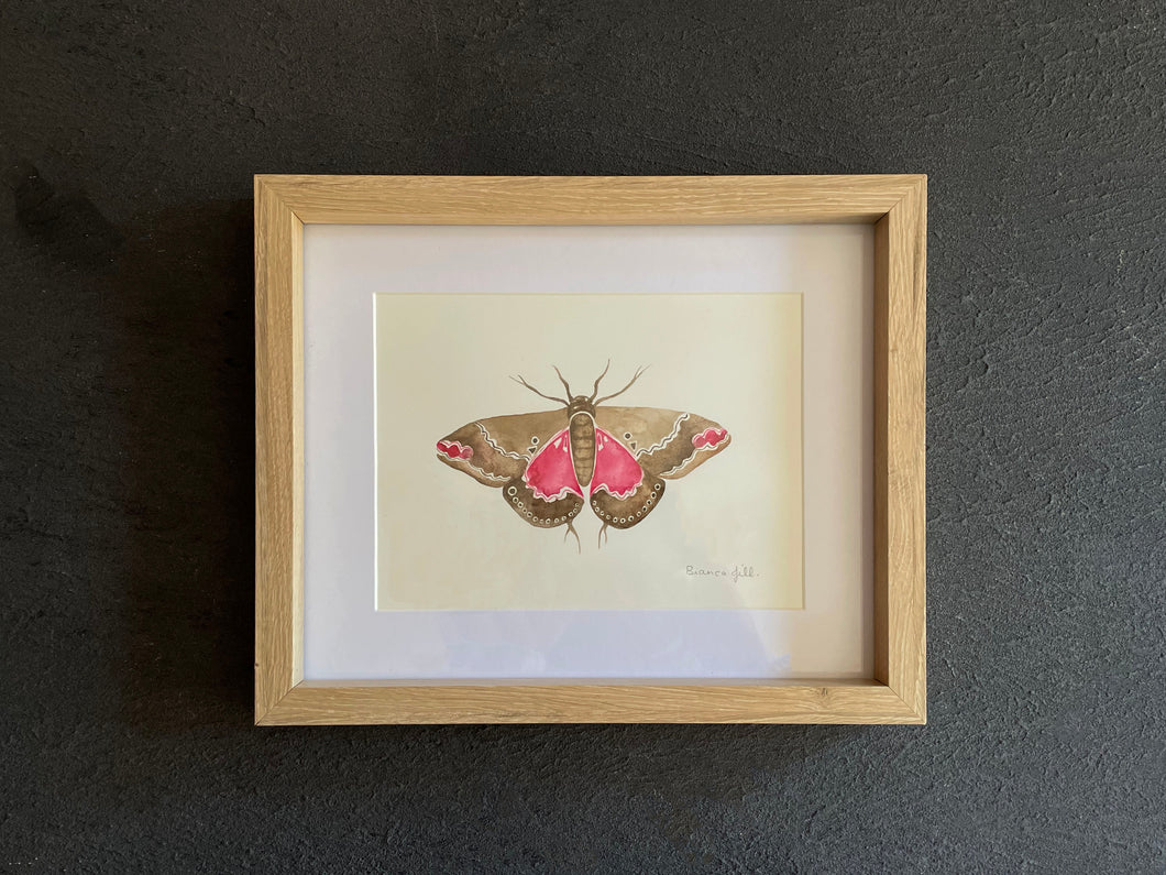 Pink and Brown Moth | Three